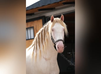 PRE Mix, Hengst, 4 Jahre, 168 cm, Perlino