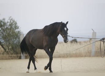 PRE, Hengst, 4 Jahre, 168 cm, Rappe
