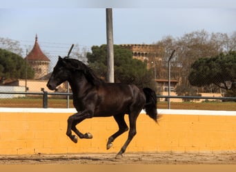 PRE Mix, Hengst, 4 Jahre, 168 cm, Rappe