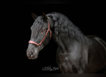 PRE Mix, Hengst, 4 Jahre, 168 cm, Rappe