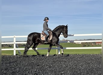 PRE Mix, Hengst, 4 Jahre, 168 cm, Rappe