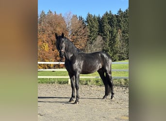 PRE Mix, Hengst, 4 Jahre, 168 cm, Rappe