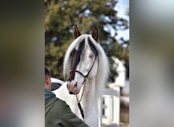 PRE Mix, Hengst, 4 Jahre, 168 cm, Schecke