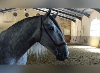 PRE Mix, Hengst, 4 Jahre, 168 cm, Schimmel
