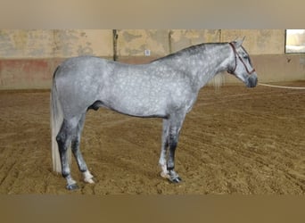 PRE Mix, Hengst, 4 Jahre, 168 cm, Schimmel