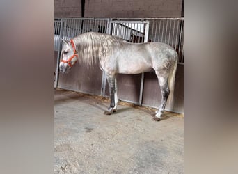 PRE Mix, Hengst, 4 Jahre, 168 cm, Schimmel