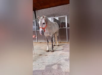 PRE Mix, Hengst, 4 Jahre, 168 cm, Schimmel