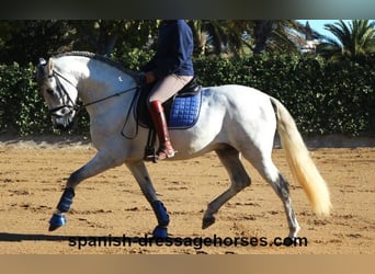 PRE Mix, Hengst, 4 Jahre, 168 cm, Schimmel