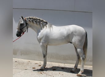 PRE Mix, Hengst, 4 Jahre, 168 cm, Schimmel