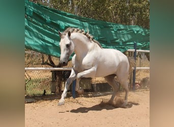 PRE Mix, Hengst, 4 Jahre, 168 cm, Schimmel