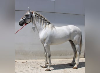 PRE Mix, Hengst, 4 Jahre, 168 cm, Schimmel