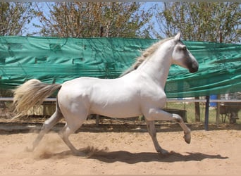 PRE Mix, Hengst, 4 Jahre, 168 cm, Schimmel