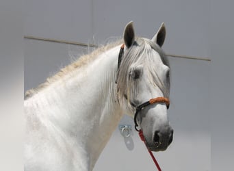 PRE Mix, Hengst, 4 Jahre, 168 cm, Schimmel