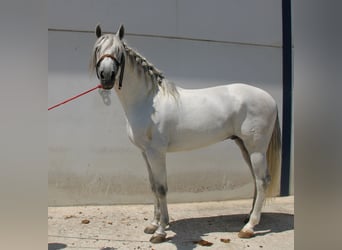 PRE Mix, Hengst, 4 Jahre, 168 cm, Schimmel