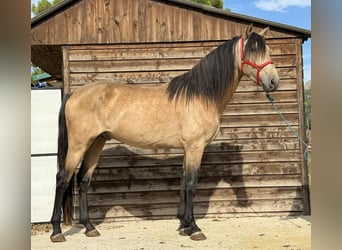 PRE Mix, Hengst, 4 Jahre, 169 cm, Falbe