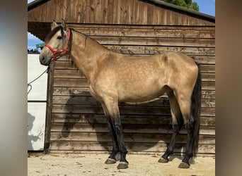 PRE Mix, Hengst, 4 Jahre, 169 cm, Falbe