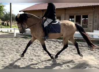 PRE Mix, Hengst, 4 Jahre, 169 cm, Falbe