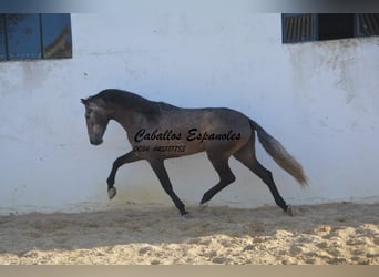 PRE Mix, Hengst, 4 Jahre, 170 cm, Apfelschimmel
