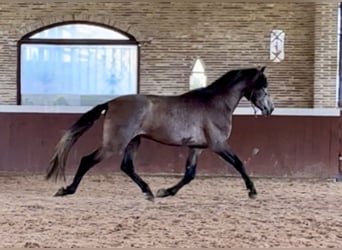 PRE Mix, Hengst, 4 Jahre, 170 cm, Braunfalbschimmel