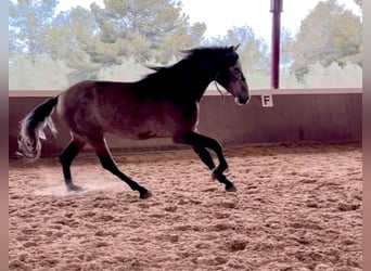 PRE Mix, Hengst, 4 Jahre, 170 cm, Braunfalbschimmel