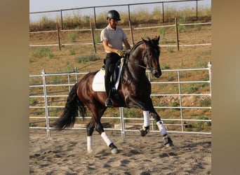 PRE Mix, Hengst, 4 Jahre, 170 cm, Dunkelbrauner