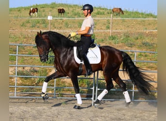 PRE Mix, Hengst, 4 Jahre, 170 cm, Dunkelbrauner