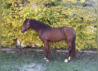 PRE, Hengst, 4 Jahre, 170 cm, Fuchs