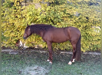 PRE, Hengst, 4 Jahre, 170 cm, Fuchs