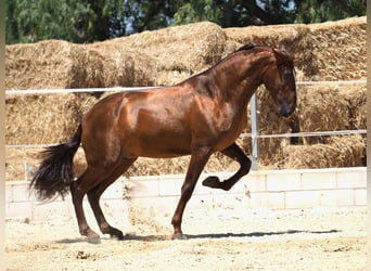 PRE Mix, Hengst, 4 Jahre, 170 cm, Fuchs