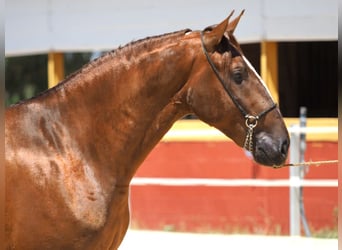 PRE Mix, Hengst, 4 Jahre, 170 cm, Fuchs