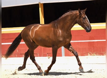 PRE Mix, Hengst, 4 Jahre, 170 cm, Fuchs