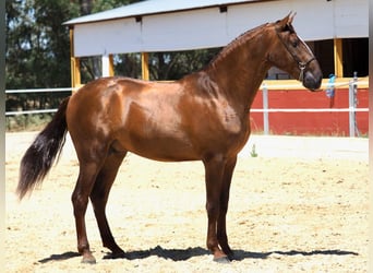 PRE Mix, Hengst, 4 Jahre, 170 cm, Fuchs