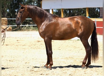 PRE Mix, Hengst, 4 Jahre, 170 cm, Fuchs