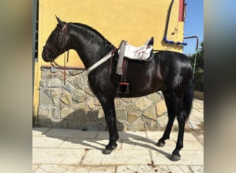 PRE, Hengst, 4 Jahre, 170 cm, Rappe