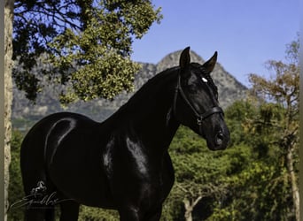 PRE Mix, Hengst, 4 Jahre, 170 cm, Rappe