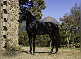 PRE Mix, Hengst, 4 Jahre, 170 cm, Rappe