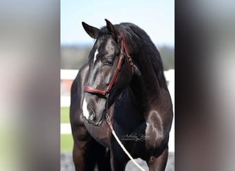 PRE, Hengst, 4 Jahre, 170 cm, Rappe
