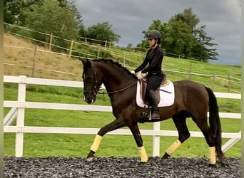 PRE, Hengst, 4 Jahre, 170 cm, Rappe
