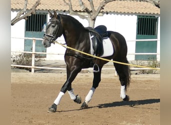 PRE Mix, Hengst, 4 Jahre, 170 cm, Rotschimmel