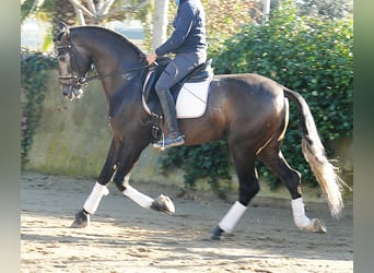 PRE Mix, Hengst, 4 Jahre, 170 cm, Rotschimmel