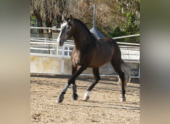 PRE Mix, Hengst, 4 Jahre, 170 cm, Rotschimmel