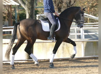 PRE Mix, Hengst, 4 Jahre, 170 cm, Rotschimmel