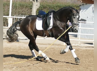 PRE Mix, Hengst, 4 Jahre, 170 cm, Rotschimmel