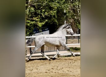 PRE Mix, Hengst, 4 Jahre, 170 cm, Schimmel