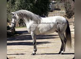 PRE Mix, Hengst, 4 Jahre, 170 cm, Schimmel