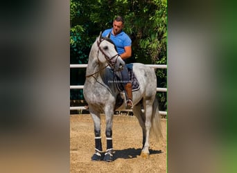 PRE Mix, Hengst, 4 Jahre, 170 cm, Schimmel
