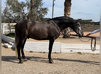 PRE, Hengst, 4 Jahre, 170 cm, Schimmel