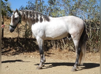PRE Mix, Hengst, 4 Jahre, 170 cm, Schimmel
