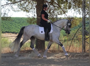 PRE Mix, Hengst, 4 Jahre, 170 cm, Schimmel