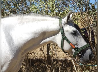 PRE Mix, Hengst, 4 Jahre, 170 cm, Schimmel